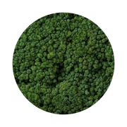 Close-up view of a circular patch of lush green broccoli florets densely packed together.