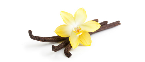 A bright yellow vanilla orchid flower rests on a small pile of dried vanilla pods against a plain white background.