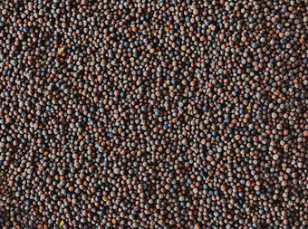 A close-up view of a large number of small, round mustard seeds in various shades of brown, black, and tan, filling the entire frame.