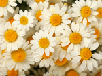 A cluster of white daisies with bright yellow centers closely packed together, creating a cheerful and vibrant floral pattern.