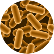 Illustration of brown rod-shaped bacteria or microorganisms clustered together on a dark background, giving a close-up view. The shapes are uniform and densely packed, providing a microscopic perspective.