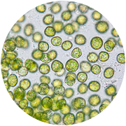 Microscopic view of green microalgae cells with round, translucent structures. The cells are clustered together, exhibiting a vibrant green color due to chlorophyll, floating in a light background.