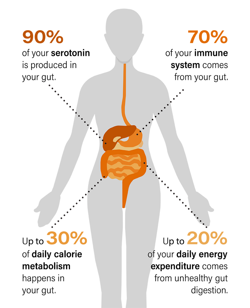 Diagram showing the digestive system process, including ingestion at the mouth, digestion in the stomach, nutrient absorption in the intestines, and excretion through the rectum and anus. Arrows illustrate the flow of food through the system.