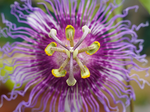 Close-up of a passionflower, showcasing its intricate purple and white petals with radiating filaments and central yellow-tipped stamens in a star-shaped pattern.