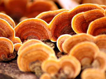 Close-up of several orange and brown bracket fungi with wavy, layered edges growing on a piece of wood. The fungi have concentric rings and a velvety texture.