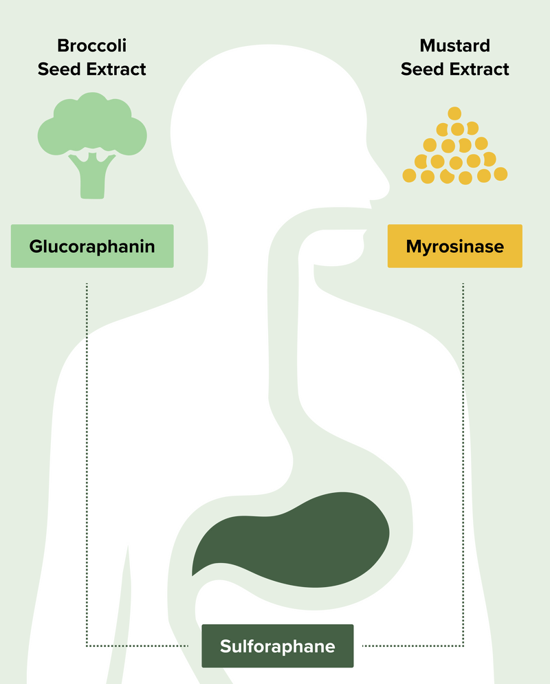 A diagram of a human torso shows broccoli seed extract (glucoraphanin) and mustard seed extract (myrosinase) entering the body, combining in the stomach to create sulforaphane.