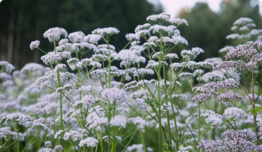 A close-up of tall wildflowers with delicate, light purple and white blossoms growing in a field, with a blurred background of trees and greenery.