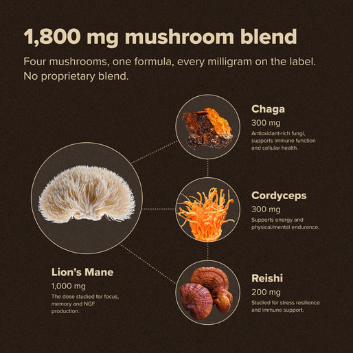 Infographic showing a 1,800 mg mushroom blend highlighting Chaga, Cordyceps, Lion’s Mane, and Reishi, with images and brief benefits of each, on a brown background with text and dotted lines linking to mushrooms.