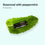 A black capsule sits on a fresh green peppermint leaf with text above reading “Essenced with peppermint. No fishy flavor.” on a light blue background.