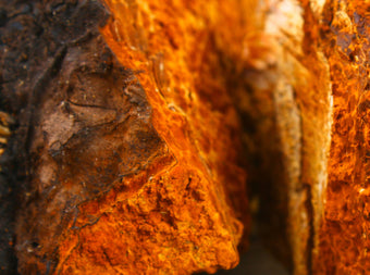 Close-up of a rough, textured surface with vibrant orange and brown hues, resembling rust or mineral deposits on a rock or bark.