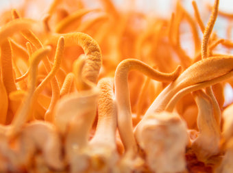 Close-up of vibrant orange and yellow cordyceps mushrooms showing their elongated, curved, finger-like shapes with textured surfaces, clustered together in a dense group.