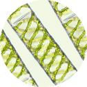 DHA