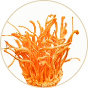 Bright orange Cordyceps militaris mushroom with long, thin, finger-like fruiting bodies extending upward, set against a plain white background inside a circular frame.