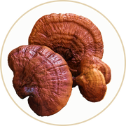 Three reddish-brown, fan-shaped reishi mushrooms with wrinkled, shiny surfaces are grouped together on a plain white background.