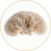 A close-up of a white mushroom, likely lions mane, with long, shaggy spines fanning out in all directions, centered on a white background with a thin circular beige border.