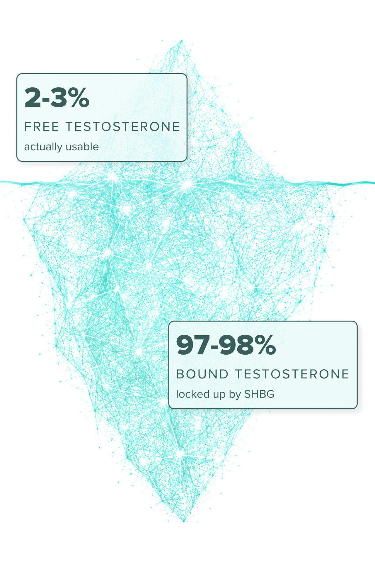An iceberg diagram showing 2–3% free testosterone, actually usable above water, and 97–98% bound testosterone, locked up by SHBG below water, illustrating the proportion of usable vs. bound testosterone.