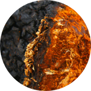 Close-up of Chaga mushroom showing a textured surface with a mix of dark, charred black areas and vibrant orange-brown sections. The contrast highlights the funguss rugged, natural appearance.