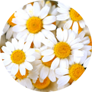 A circle frame filled with white daisies featuring bright yellow centers, creating a fresh and vibrant floral pattern.