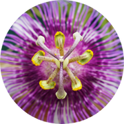 Close-up of a vibrant passion flower with intricate purple and white petals radiating from a central cluster of yellow and green-tipped stamens and pistils. The symmetrical design creates a striking, colorful pattern.