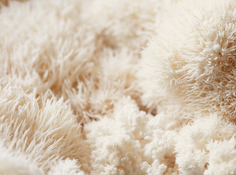 Close-up of various white, fluffy, and spiky textures, resembling soft coral or fungi, creating a delicate and intricate natural pattern.