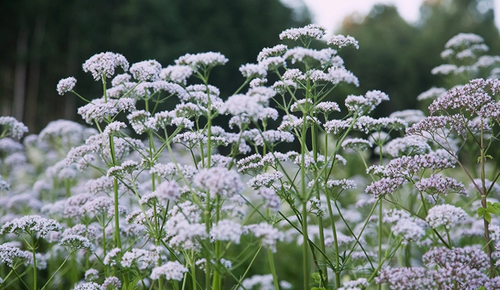 A field of tall, delicate white flowers with green stems, set against a blurred background of dense, dark green trees. The flowers sway gently, suggesting a light breeze in a serene natural setting.