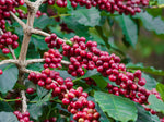 Clusters of ripe red coffee cherries growing on branches with green leaves in the background.