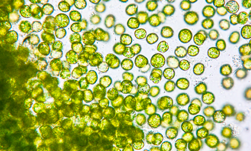 Microscopic close-up of numerous round green algae cells clustered together, with some scattered on a white background, highlighting their translucent cell walls and vibrant green color.