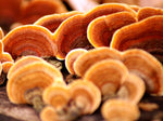 Close-up of several orange and brown shelf fungi with concentric rings, growing on a log in a natural outdoor setting.
