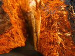 Close-up of vibrant orange and brown chaga mushroom growing on the bark of a tree, showing rough, textured surface and detailed patterns.