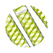 Microscopic view of green Spirogyra algae, showing spiral chloroplasts within the cells. The image is circular, focusing on the distinct, helical arrangement of the chloroplasts.