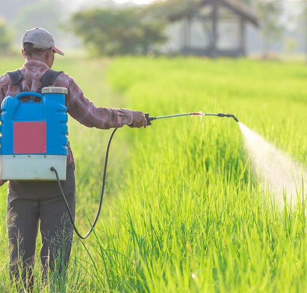 A person wearing a backpack sprayer is spraying chemicals on green crops in a field, with a blurred structure and trees in the background.